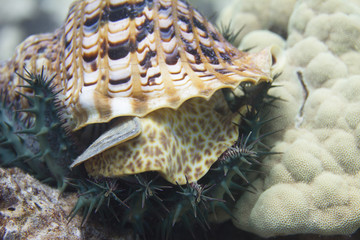 Triton’s Trumpet Eating Crown-of-Thorns Starfish