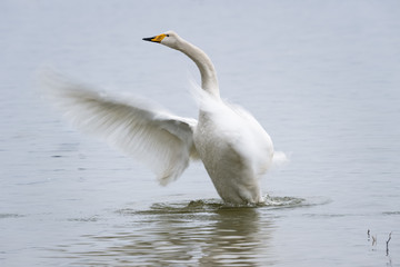 whooper swan closeup © chungking