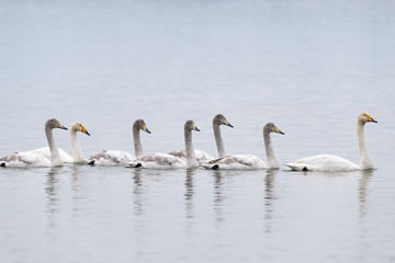 whooper swans in the water