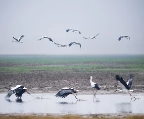 Foto op Plexiglas wetland landscape of beautiful oriental white stork © chungking