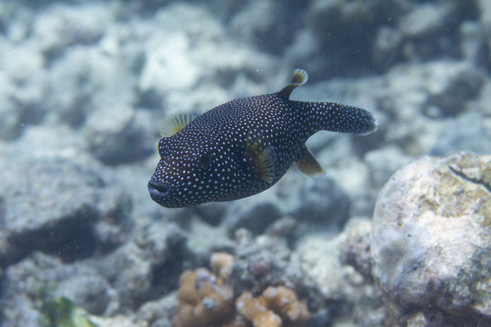 Guineafowl Puffer on Coral Reef