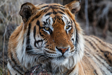Fototapeta na wymiar Portrait of a yoportraitung Tiger in Tiger Canyons Game Reserve in South Africa