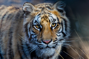 Portrait of a yoportraitung Tiger in Tiger Canyons Game Reserve in South Africa