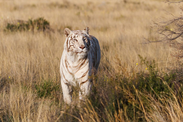 Naklejka premium White Tiger female walking in Tiger Canyons Game Reserve in South Africa