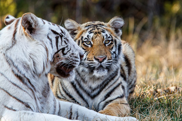 White Tiger female with her not white cub in Tiger Canyons Game Reserve in South Africa