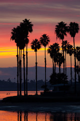 Obraz premium Iconic silhouette of palm trees over Mission Bay San Diego