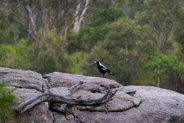 Australian magpie sitting on the stone