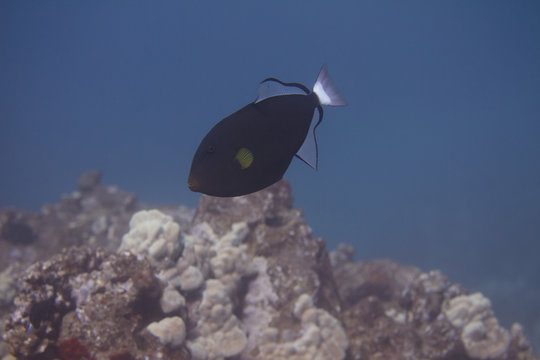 Pinktail Triggerfish on Coral Reef