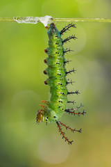 Mature Clipper (Parthenos sylvia) caterpillar prepares itself for pupation