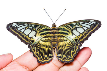 Clipper (Parthenos sylvia) butterfly