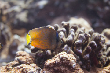 Fototapeta na wymiar Sunburst Butterflyfish on Coral Reef