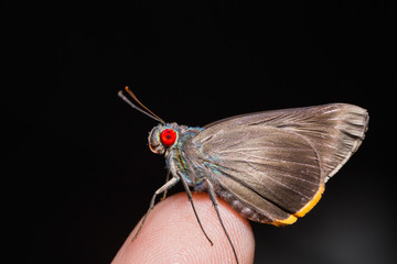 Fototapeta na wymiar Fringed Redeye (Matapa cresta) butterfly