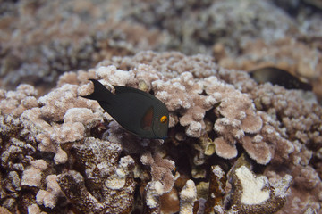 Kole Tang on Coral Reef