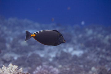 Naso Tang on Coral Reef