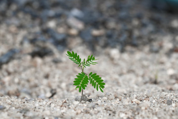 A small green tree grow on the sand. Green plant grows in sand