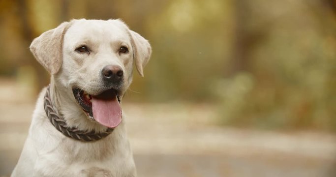 Beautiful golden retriever impatiently sitting on ground in park, smiling with tongue out 4k closeup portrait shot
