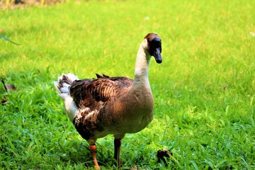 goose on green grass