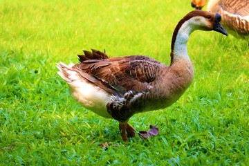 duck on grass