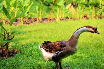 goose on grass