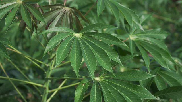 video 4k Tapioca Plants.