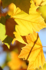 Fototapeta na wymiar autumn sycamore leaves background in morning sunlight