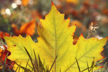 autumn sycamore leaves background in morning sunlight