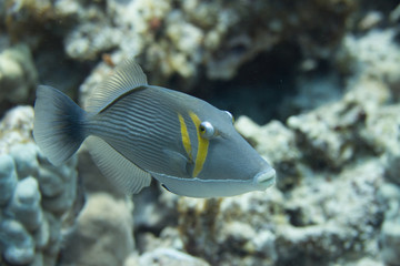 Fototapeta na wymiar Bursa Triggerfish on Coral Reef