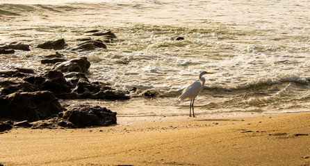 Great Egret Wading in the Surf of a Florida Beach