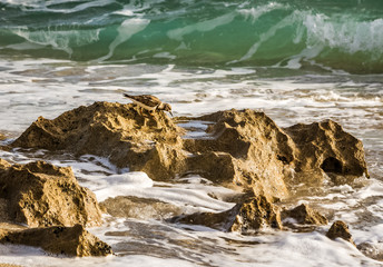 Least sandpiper Gazing into a Tidal Pool in Limestone Rock