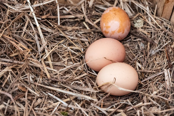 Chicken eggs in the nest. Eggs on straw.