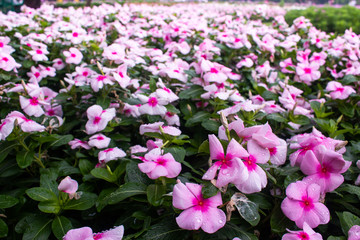 pink flowers in the garden