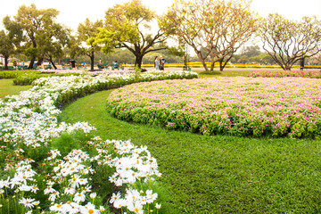 flowers in the garden
