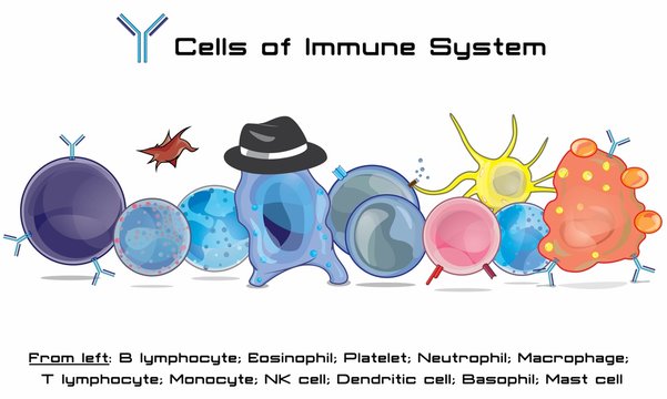 Immune cell army is the immune system that protects human body against infection and pathogens.