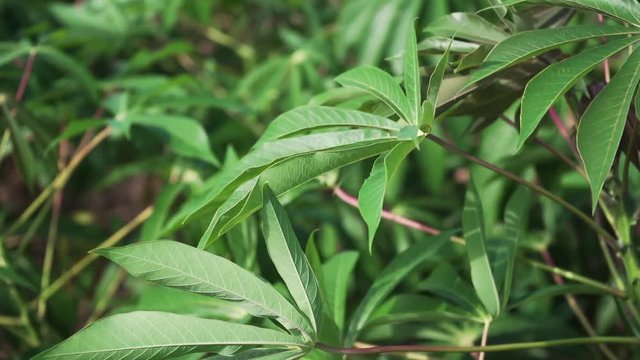 video slow motion 120p Tapioca Plants.