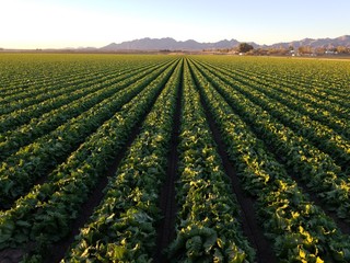 Rows of Crops in Arizona Farm Field