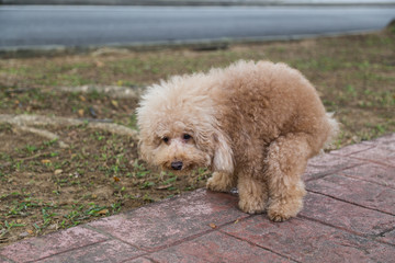 Poodle dog pooping defecate on walk path in the park