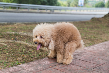 Poodle dog pooping defecate on walk path in the park