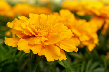 Fototapeta premium yellow flower