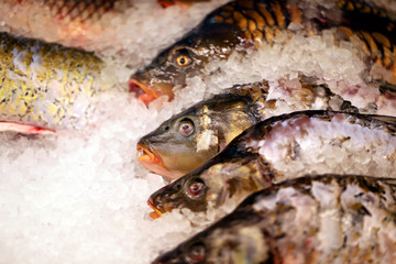 Photo of beautiful red fresh tasty fish macro