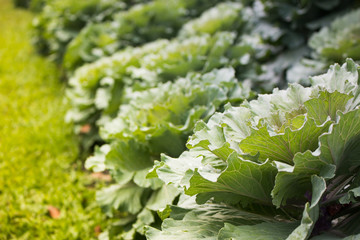 fresh green lettuce in the garden