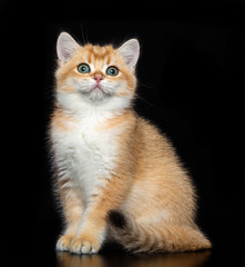 British cat isolated on Black Background in studio
