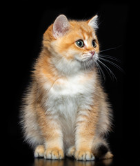 Obraz premium British cat isolated on Black Background in studio