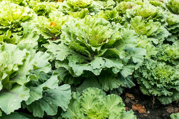 fresh green lettuce growing in the garden