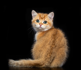 British cat isolated on Black Background in studio