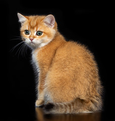 British cat isolated on Black Background in studio
