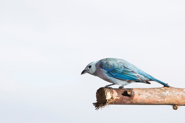 Beautiful bird, common tile - Thraupis episcopus. Sky