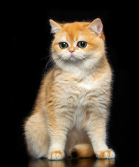 British cat isolated on Black Background in studio