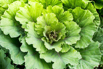 cabbage growing in the garden