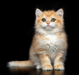 British cat isolated on Black Background in studio