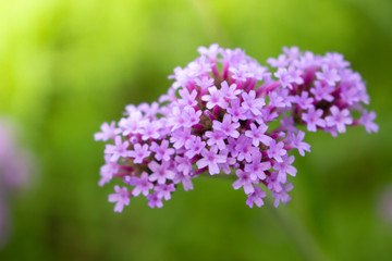 purple flowers of lilac